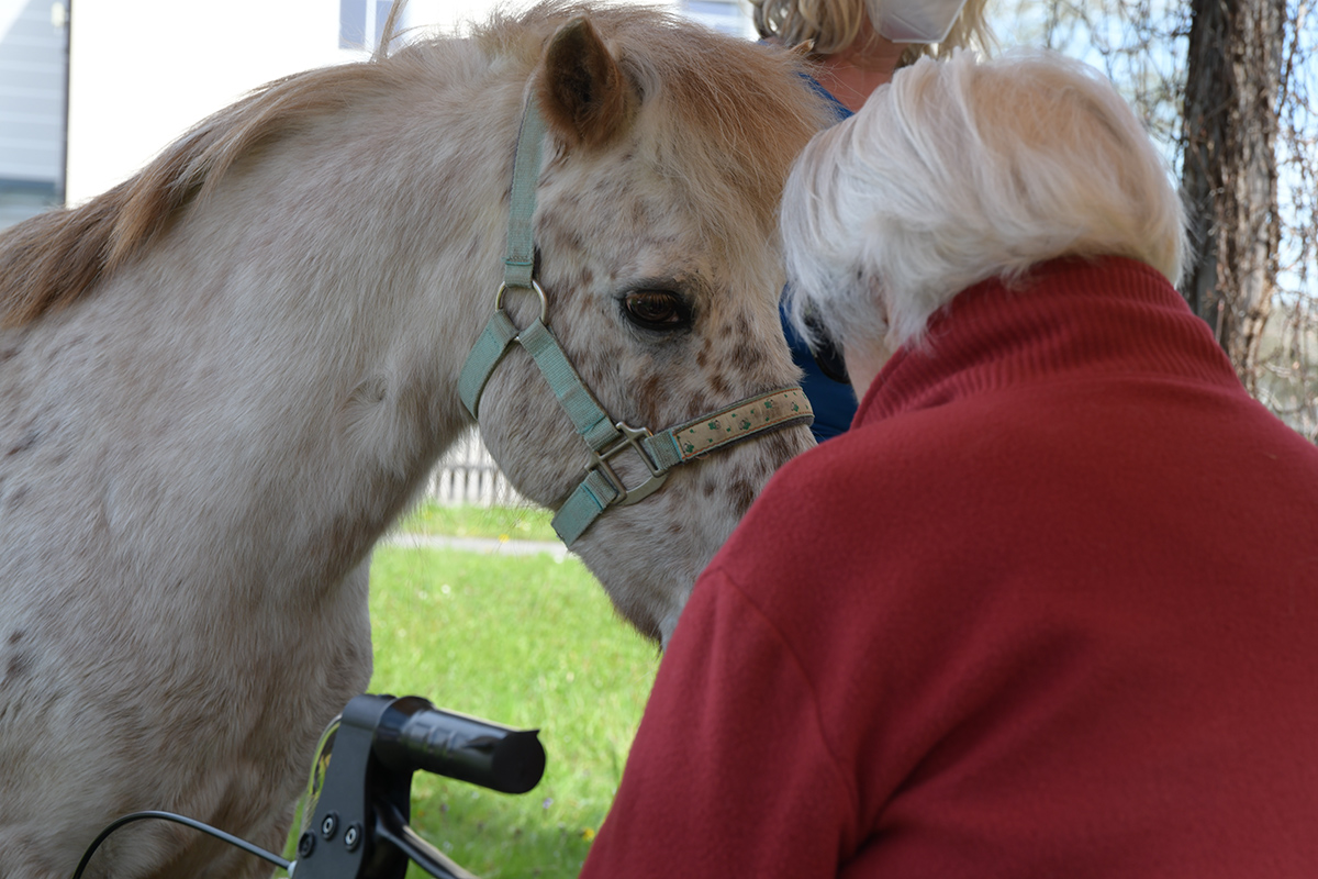 mit Pferden zu Besuch im Seniorenheim